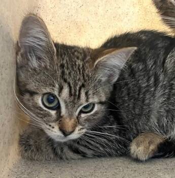 Clue -  Domestic Short Hair Cat for Adoption - Clue | PetCurious