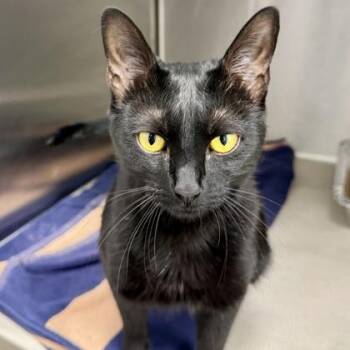Sharlett -  Domestic Short Hair Cat for Adoption in Atlanta, Georgia - Sharlett | PetCurious