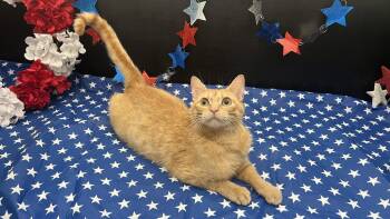 Quesadilla -  Tabby and Domestic Short Hair Cat for Adoption in Fayetteville, Georgia - Quesadilla | PetCurious