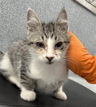 KABUTO-O BEETLE -  Domestic Short Hair Cat for Adoption in Indianapolis, Indiana - KABUTO-O BEETLE | PetCurious