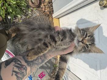 Jason Luv -  Domestic Long Hair Cat for Adoption in Wasilla, Alaska - Jason Luv | PetCurious