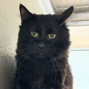 Rescue Domestic Medium Hair Cats for Adoption in Las Cruces, New Mexico - Ghost | PetCurious