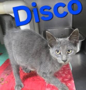 Disco -  Domestic Short Hair Cat for Adoption in Sullivan, Indiana - Disco | PetCurious