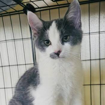 Rescue Domestic Short Hair Cats for Adoption in Los Angeles, California - Simon | PetCurious