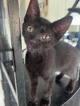 Hank -  Domestic Short Hair Cat for Adoption in Milton, Delaware - Hank | PetCurious