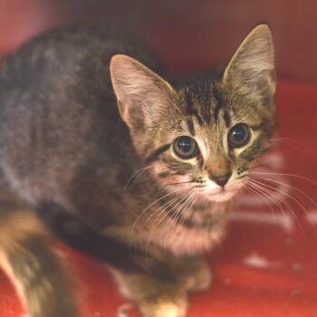 Kyle -  Domestic Short Hair Cat for Adoption in Belleville, Illinois - Kyle | PetCurious