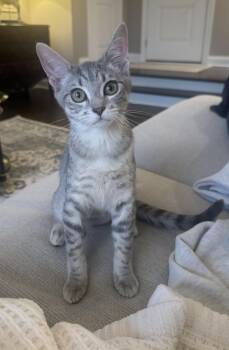WILLOW -  Domestic Short Hair Cat for Adoption in Chicago Ridge, Illinois - WILLOW | PetCurious