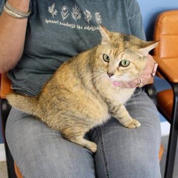 Maize -  Domestic Short Hair Cat for Adoption in Birmingham, Alabama - Maize | PetCurious