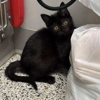 Journey -  Domestic Short Hair Cat for Adoption in Liberty, Missouri - Journey | PetCurious