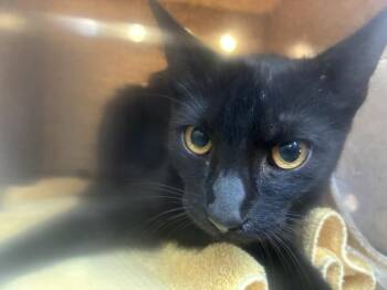 SICILIAN 1 -  Domestic Medium Hair Cat for Adoption in Rancho Cucamonga, California - SICILIAN 1 | PetCurious