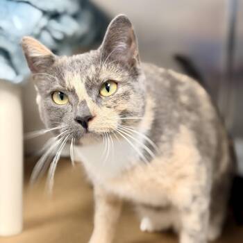 Mrs. Pickles -  Domestic Short Hair Cat for Adoption in Stafford Township, New Jersey - Mrs. Pickles | PetCurious