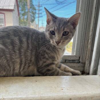 Almalexia -  Domestic Short Hair Cat for Adoption in Inwood, West Virginia - Almalexia | PetCurious
