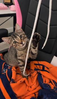 Beny-Dryl -  Tabby and Domestic Short Hair Cat for Adoption in Dallas, Texas - Beny-Dryl | PetCurious