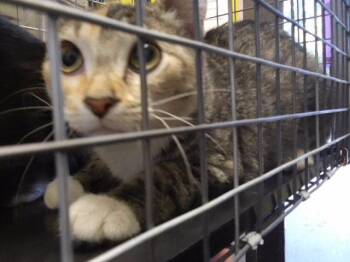 HARP -  Domestic Short Hair Cat for Adoption in Tulsa, Oklahoma - HARP | PetCurious