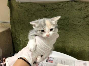 Domestic Short Hair Cats Available for Adoption in Riverside, California - BREAD | PetCurious