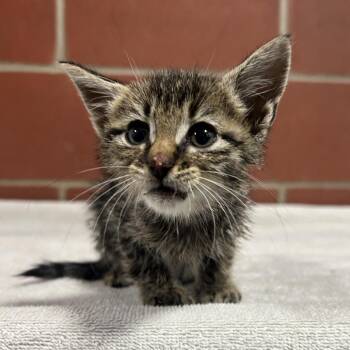 Cami -  Domestic Short Hair Cat for Adoption in Cabot, Arkansas - Cami | PetCurious