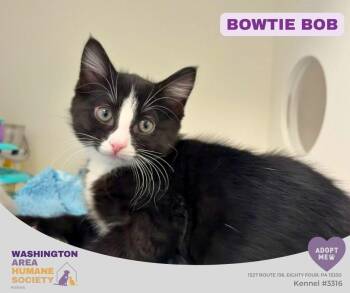 Bowtie Bob -  Domestic Short Hair Cat for Adoption in Eighty Four, Pennsylvania - Bowtie Bob | PetCurious