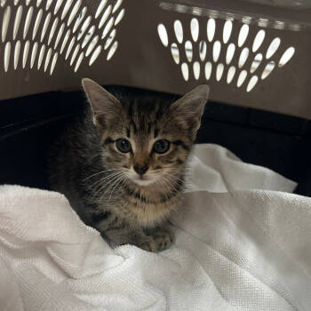 Rescue American Shorthair Cats for Adoption in Starkville, Mississippi - Bambi | PetCurious