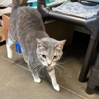 Domestic Short Hair Cats Available for Adoption in Davenport, Iowa - Katia | PetCurious