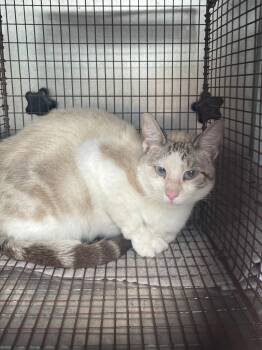 Cletus -  Domestic Short Hair Cat Available for Adoption in New Braunfels, Texas - Cletus | PetCurious