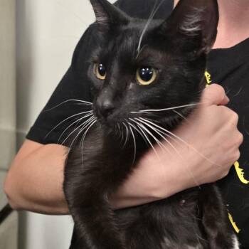Mittens -  Domestic Short Hair Cat for Adoption in Morgan Hill, California - Mittens | PetCurious