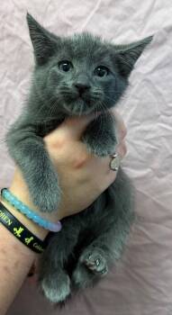 Stephen -  Domestic Short Hair Cat for Adoption in Trenton, New Jersey - Stephen | PetCurious
