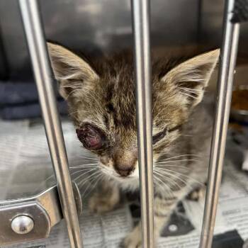 Stop Sign -  Domestic Short Hair Cat for Adoption in Lyndhurst, Virginia - Stop Sign | PetCurious