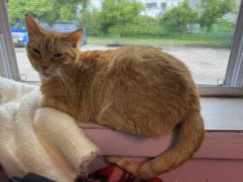 Joshua -  Domestic Short Hair Cat for Adoption in Cortland, New York - Joshua | PetCurious