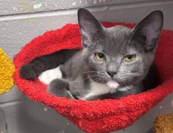 Repete -  Domestic Short Hair Cat for Adoption in Allegan, Michigan - Repete | PetCurious
