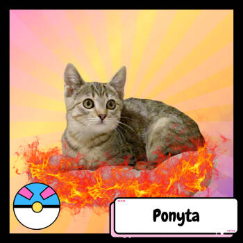 Rescue Domestic Short Hair Cats for Adoption in Suisun City, California - Ponyta | PetCurious