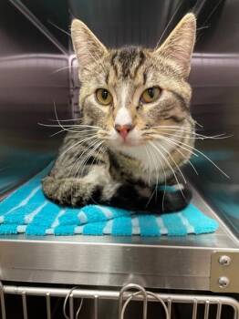 Troubadour -  Domestic Short Hair Cat for Adoption in Vancouver, Washington - Troubadour | PetCurious