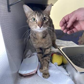 Percy -  Domestic Short Hair Cat for Adoption in Richmond, Virginia - Percy | PetCurious
