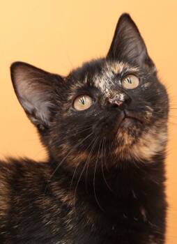 Fancy - so funny friendly and fun - OLD ENOUGH TO GO SOLO -  Tortoiseshell Cat for Adoption in Bedford Hills, New York - Fancy - So Funny Friendly And Fun - OLD ENOUGH TO GO SOLO | PetCurious