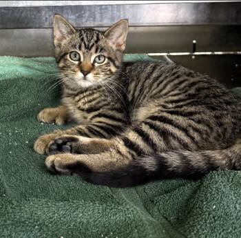 Ursla -  Domestic Short Hair Cat for Adoption in Lagrange, Indiana - Ursla | PetCurious
