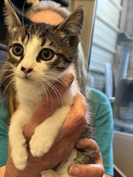Jenny -  Domestic Short Hair Cat for Adoption in Salinas, California - Jenny | PetCurious