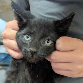Domestic Short Hair Cats Available for Adoption in Rochester, Minnesota - Junior | PetCurious