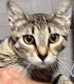 Rescue Tabby Cats for Adoption in Casa Grande, Arizona - Mindy | PetCurious
