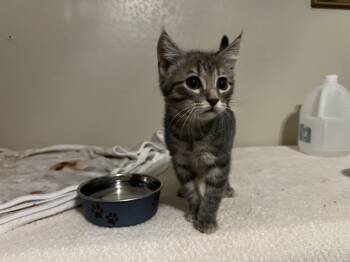 Rescue Domestic Short Hair and Tabby Cats for Adoption in Dallas, Texas - Josephine | PetCurious