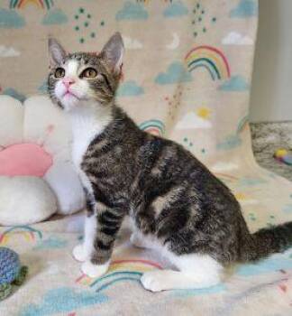 Cheese -  Domestic Short Hair Cat for Adoption in Bucyrus, Ohio - Cheese | PetCurious