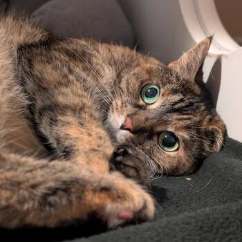 Maple Syrup -  Domestic Short Hair Cat for Adoption in South Burlington, Vermont - Maple Syrup | PetCurious