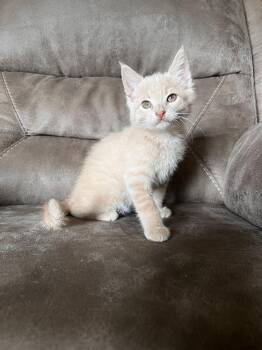 Nigel -  Domestic Short Hair Cat for Adoption in Rochester, Indiana - Nigel | PetCurious