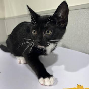 Domestic Short Hair Cats Available for Adoption in Tampa, Florida - Tamara | PetCurious
