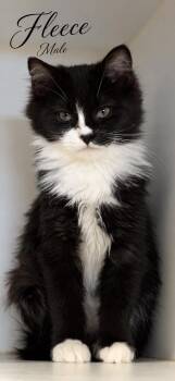 FLEECE LOCATED AT PETSMART NORTHWEST RENO MAE ANNE -  Tuxedo Cat for Adoption in Reno, Nevada - FLEECE LOCATED AT PETSMART NORTHWEST RENO MAE ANNE | PetCurious