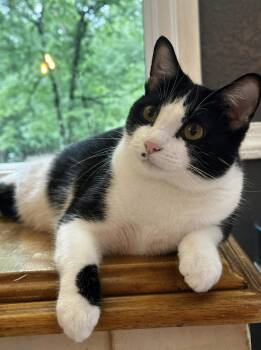 Domestic Long Hair Cats Available for Adoption - Scarlett - So Sweet! | PetCurious