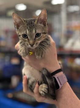 Rescue Domestic Short Hair Cats for Adoption in Augusta, Georgia - Primrose (squirt) | PetCurious