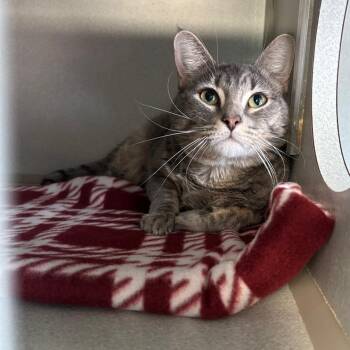 Gavin -  Domestic Short Hair Cat for Adoption in Davenport, Iowa - Gavin | PetCurious