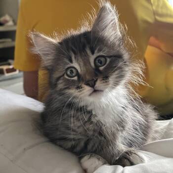 Yuki -  Domestic Long Hair Cat Available for Adoption in North Port, Florida - Yuki | PetCurious