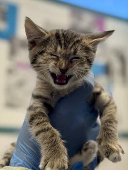 ROSALINA -  Domestic Short Hair Cat Available for Adoption in Las Vegas, Nevada - ROSALINA | PetCurious