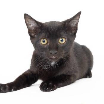 Kevin -  Domestic Short Hair Cat for Adoption in Franklin, Tennessee - Kevin | PetCurious