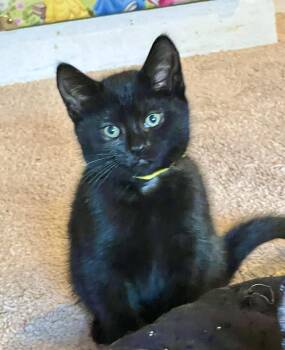 Domestic Short Hair Cats Available for Adoption in Andover, Connecticut - Pac-Man  | PetCurious